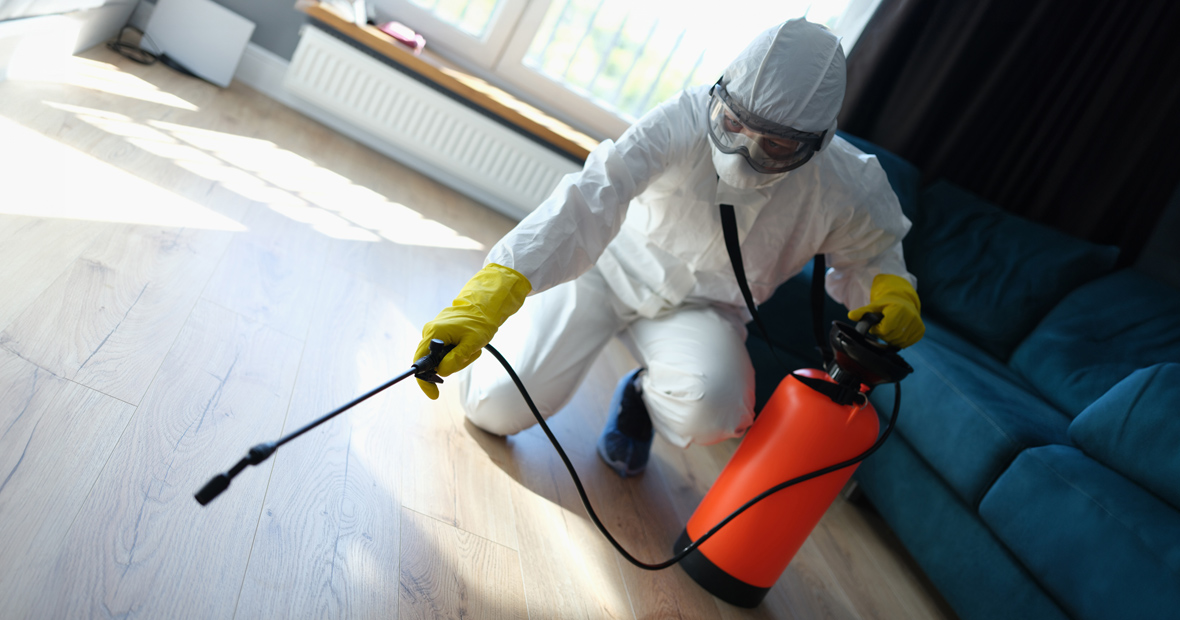 invasion des rongeurs